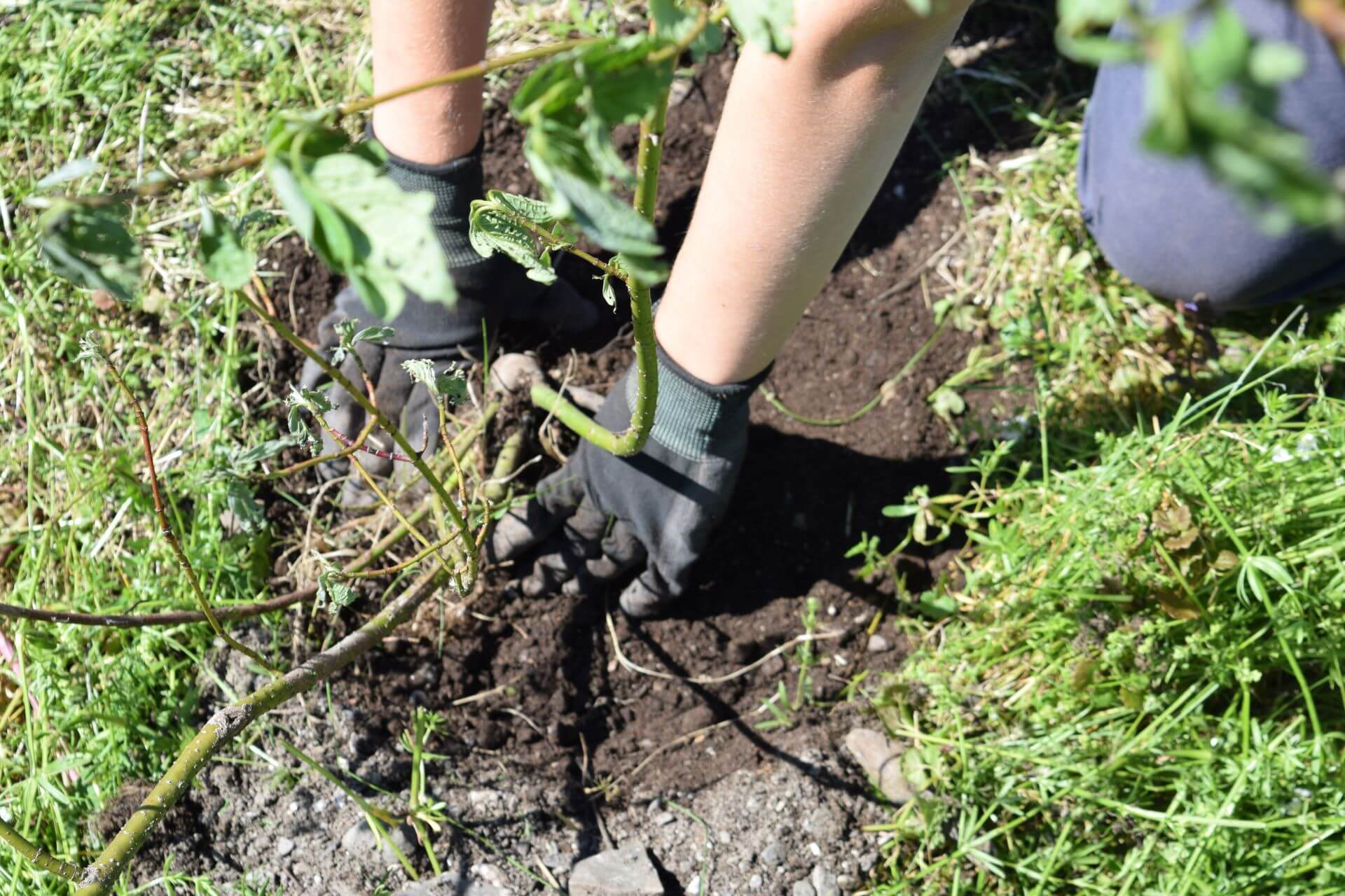 PL_QUE_JBM_Transplantation Cornus sericea2 _220629