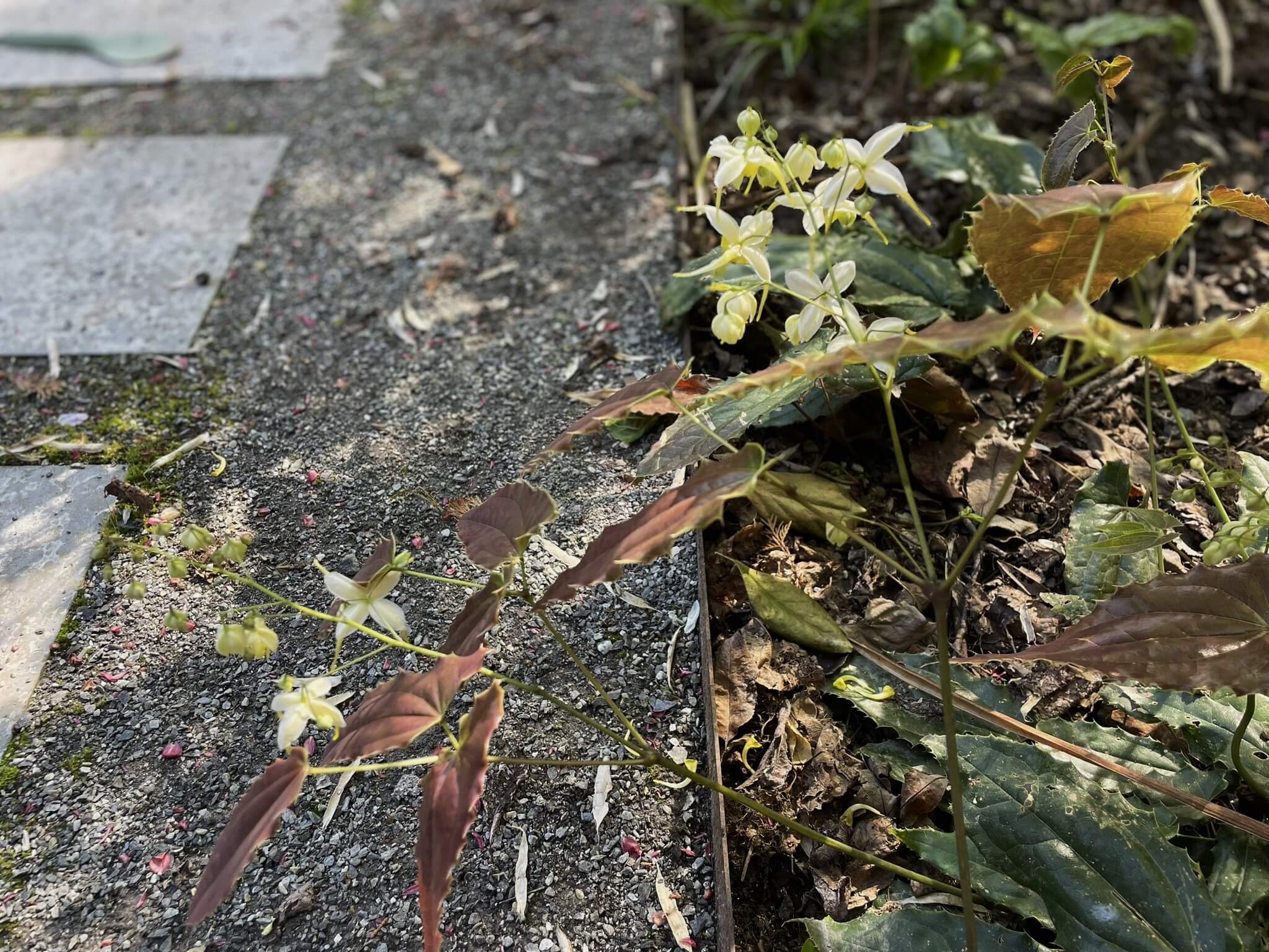 PracticeLandscape_NYTrialGarden_2024Epimedium