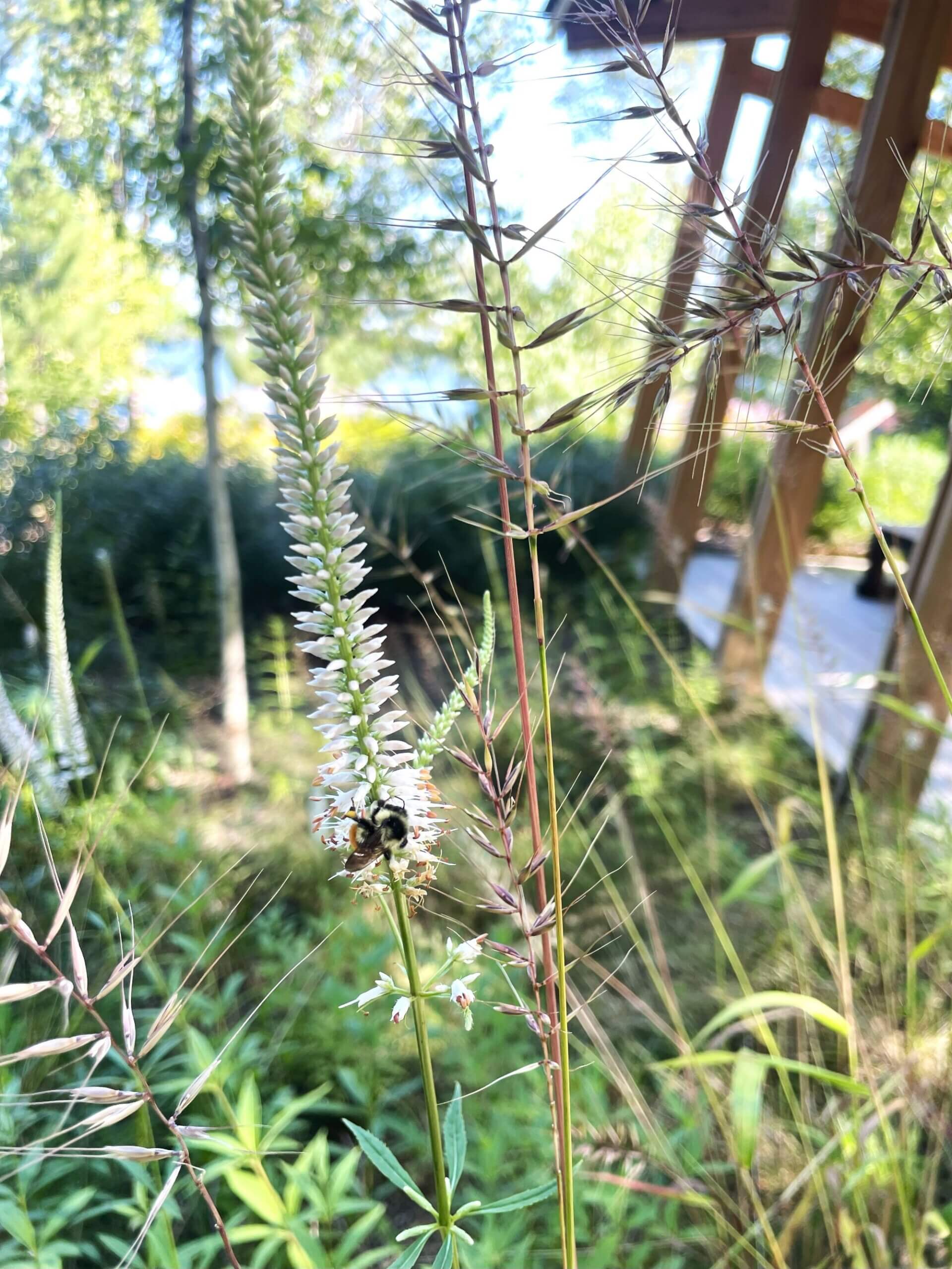 PracticeLandscape_Northwoods_Garden_2024Bee