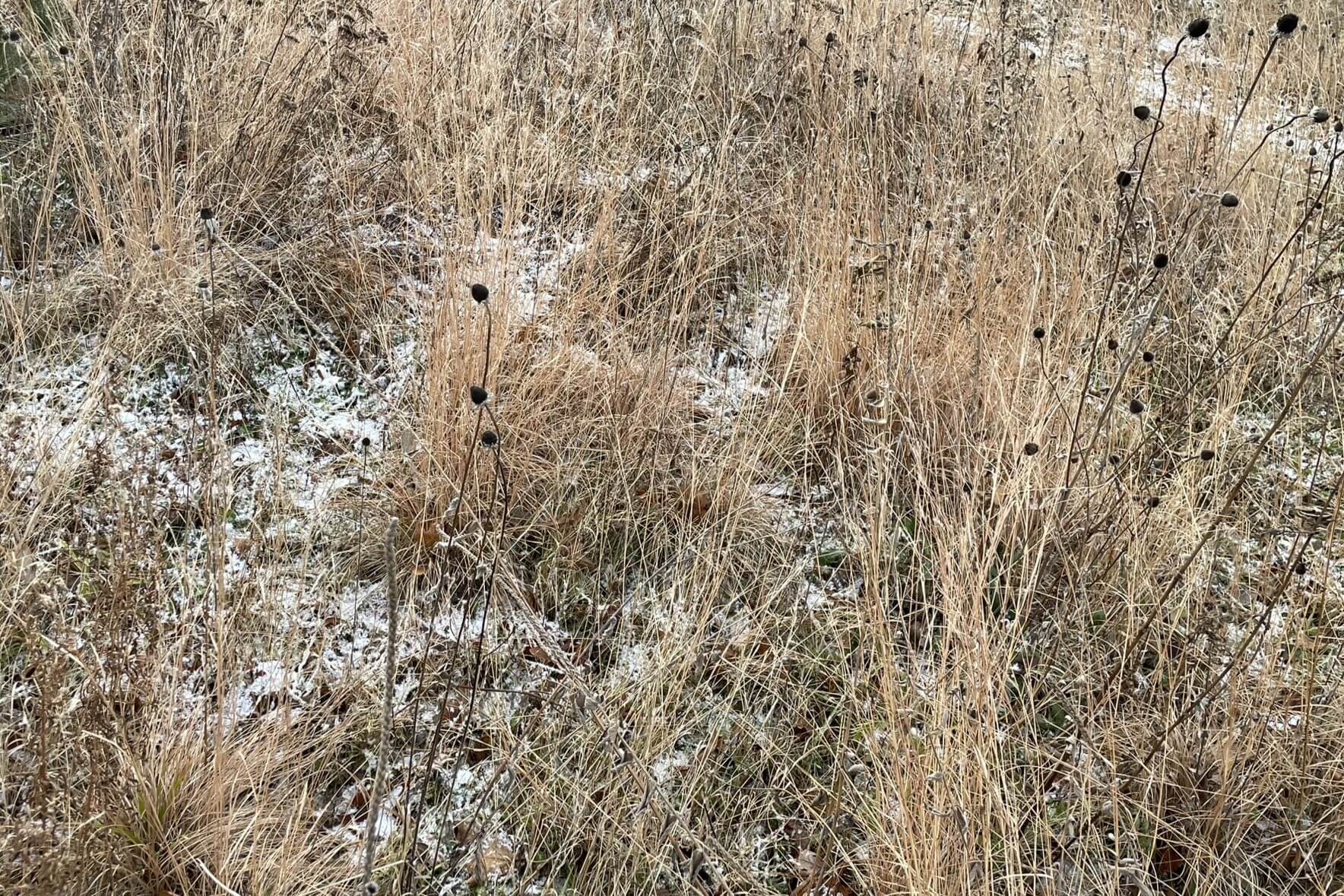 PracticeLandscape_Northwoods_Winter2023Meadow