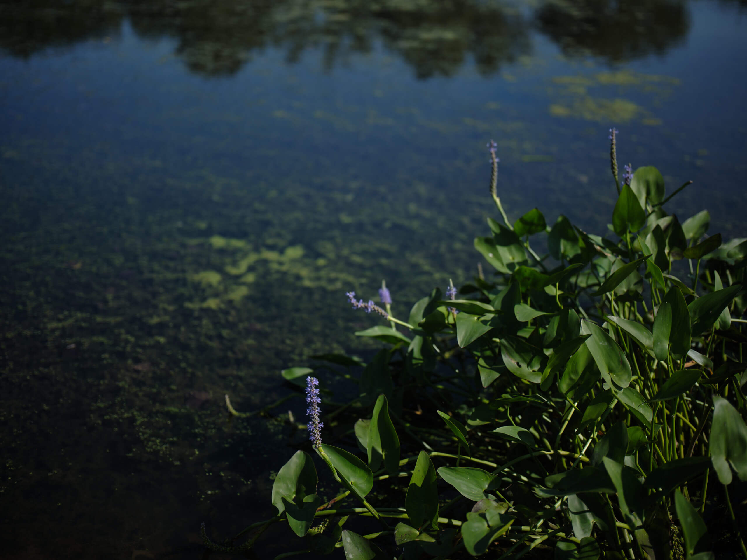 PracticeLandscape_Wetland3_2024_EnmiYang