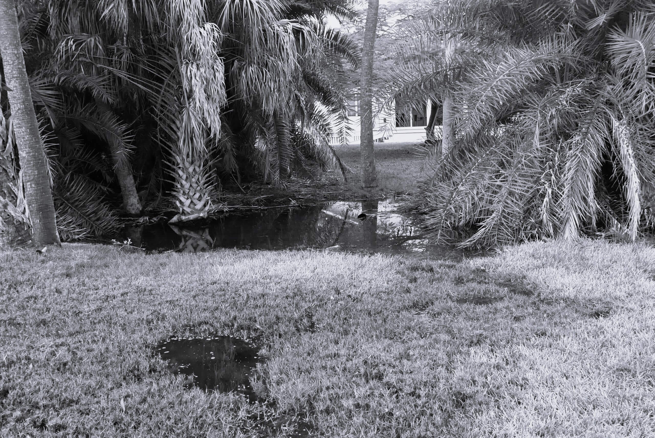 2019_Captiva_Meadow_Flooding02