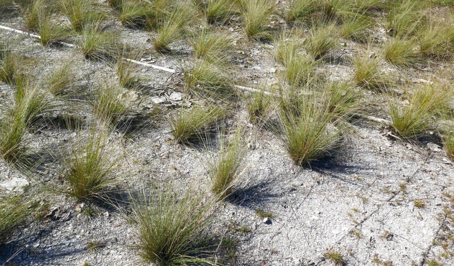 PLRRF_2023_Meadow_PostIanSaltgrass