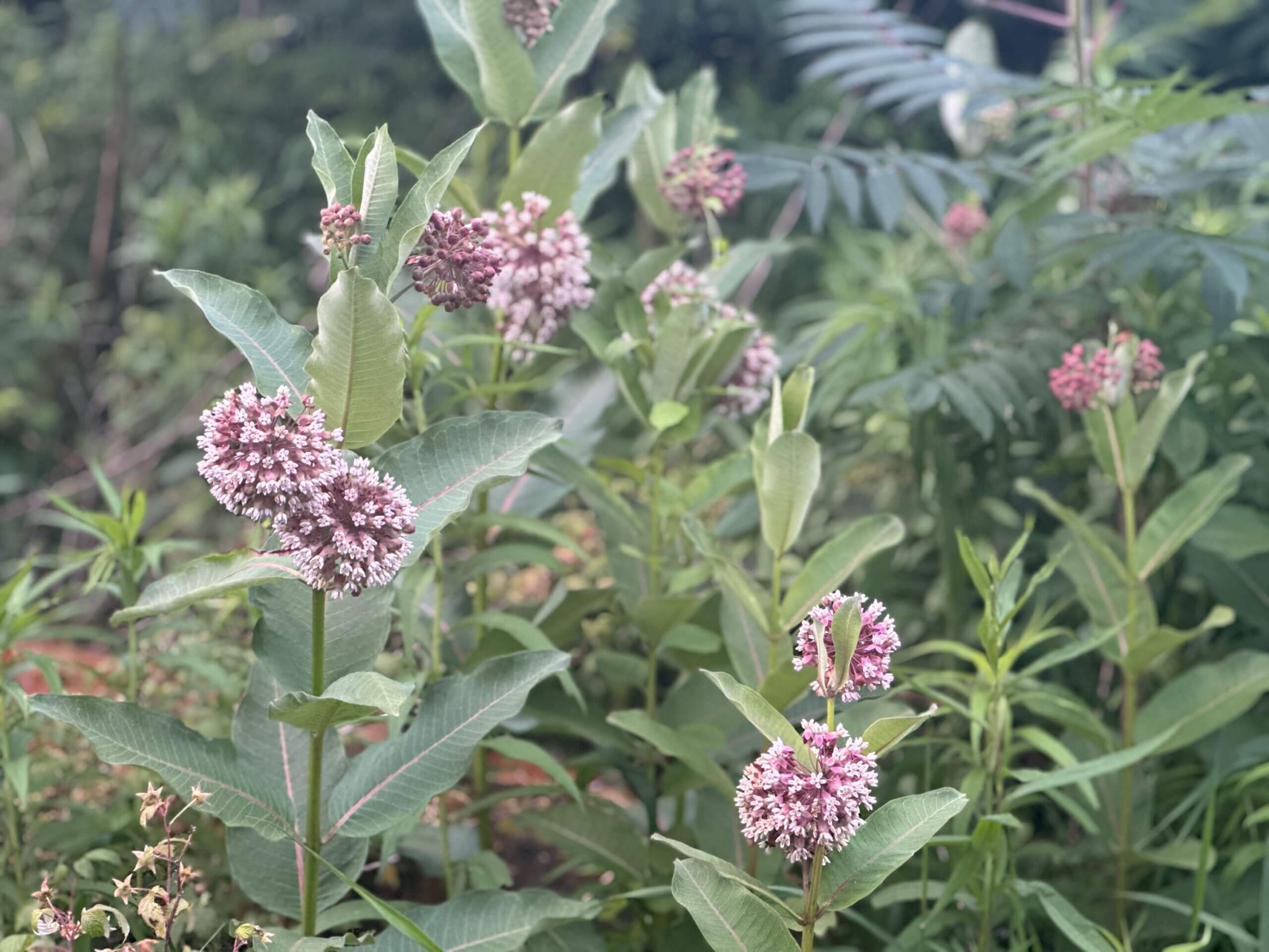 PLTrialGarden_JSR_Milkweed01