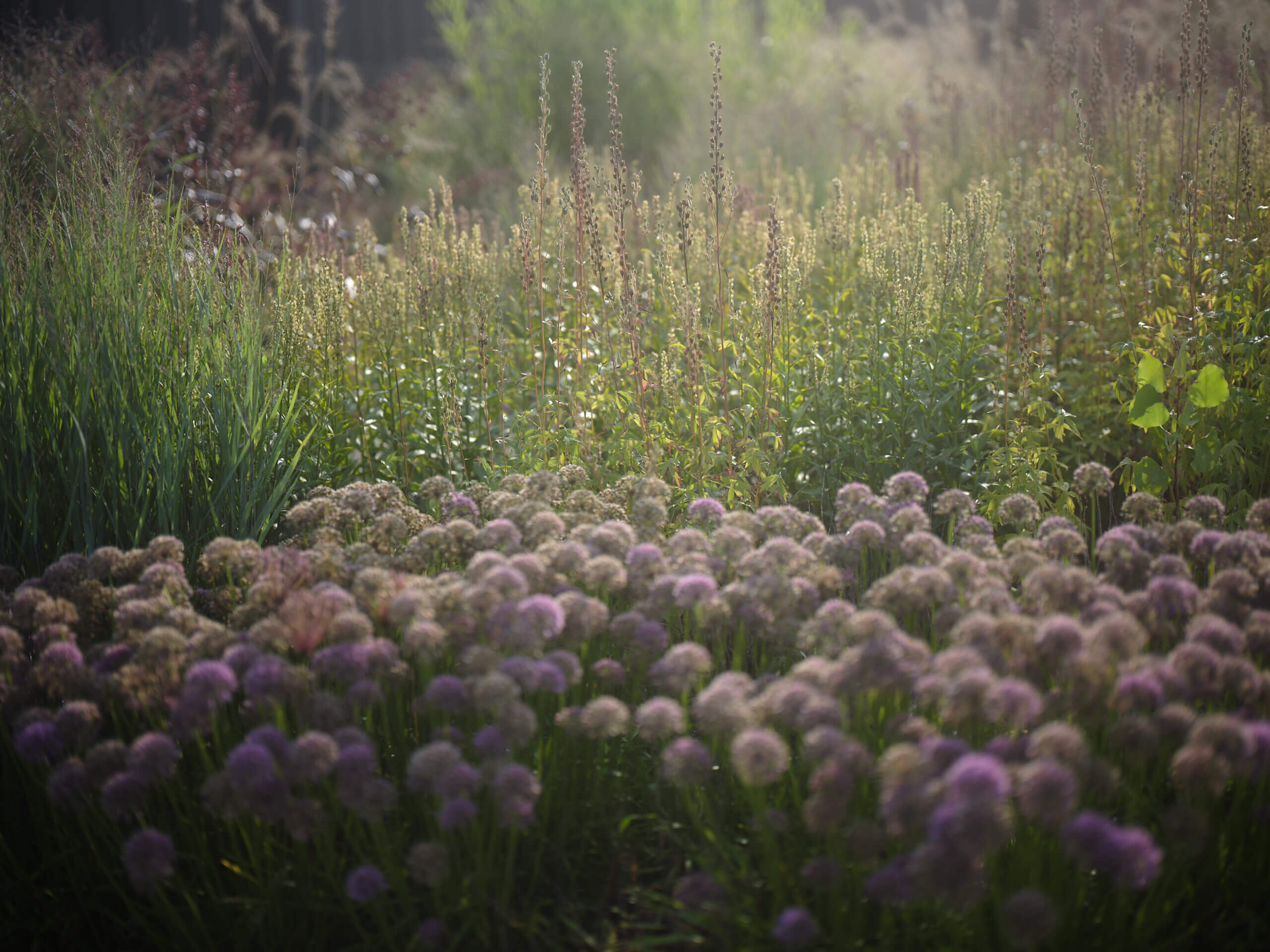 PL_Croft_Allium_EnmiYang_230628