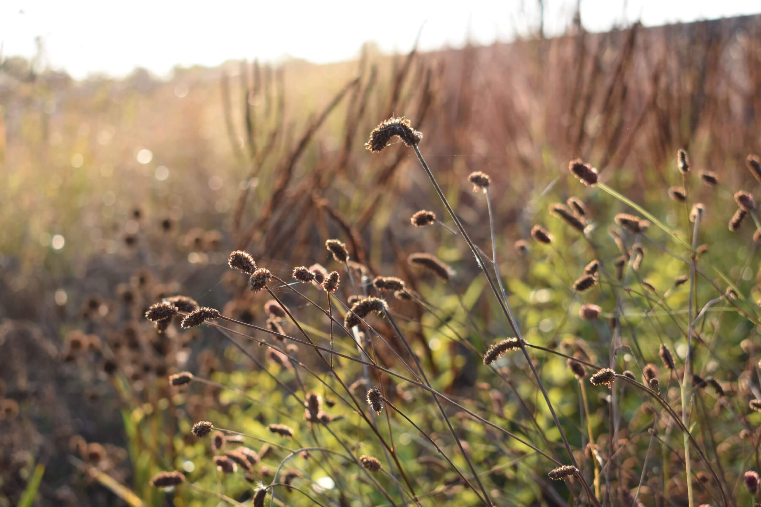 PL_Croft_Sanguisorba_20241021