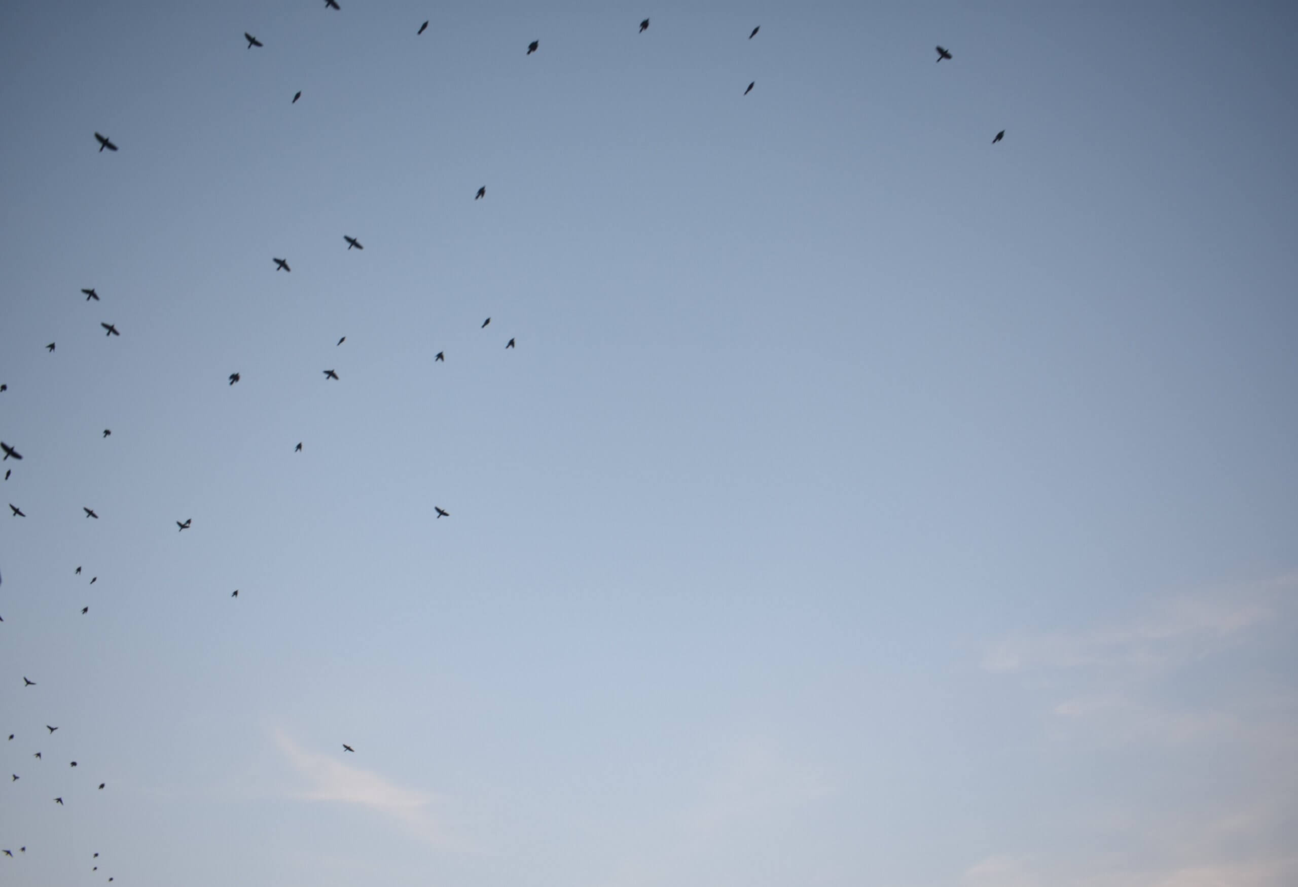 PL_Croft_Starlings_20241021