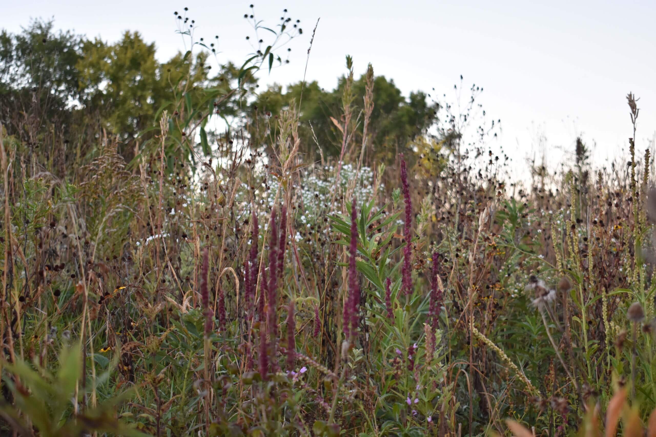 PL_LakeCounty_WetlandPlants3_202410