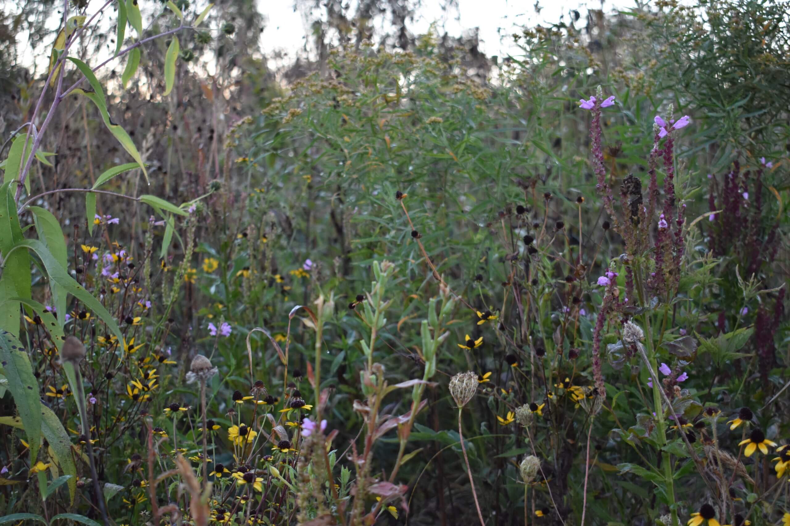 PL_LakeCounty_WetlandPlants4_202410