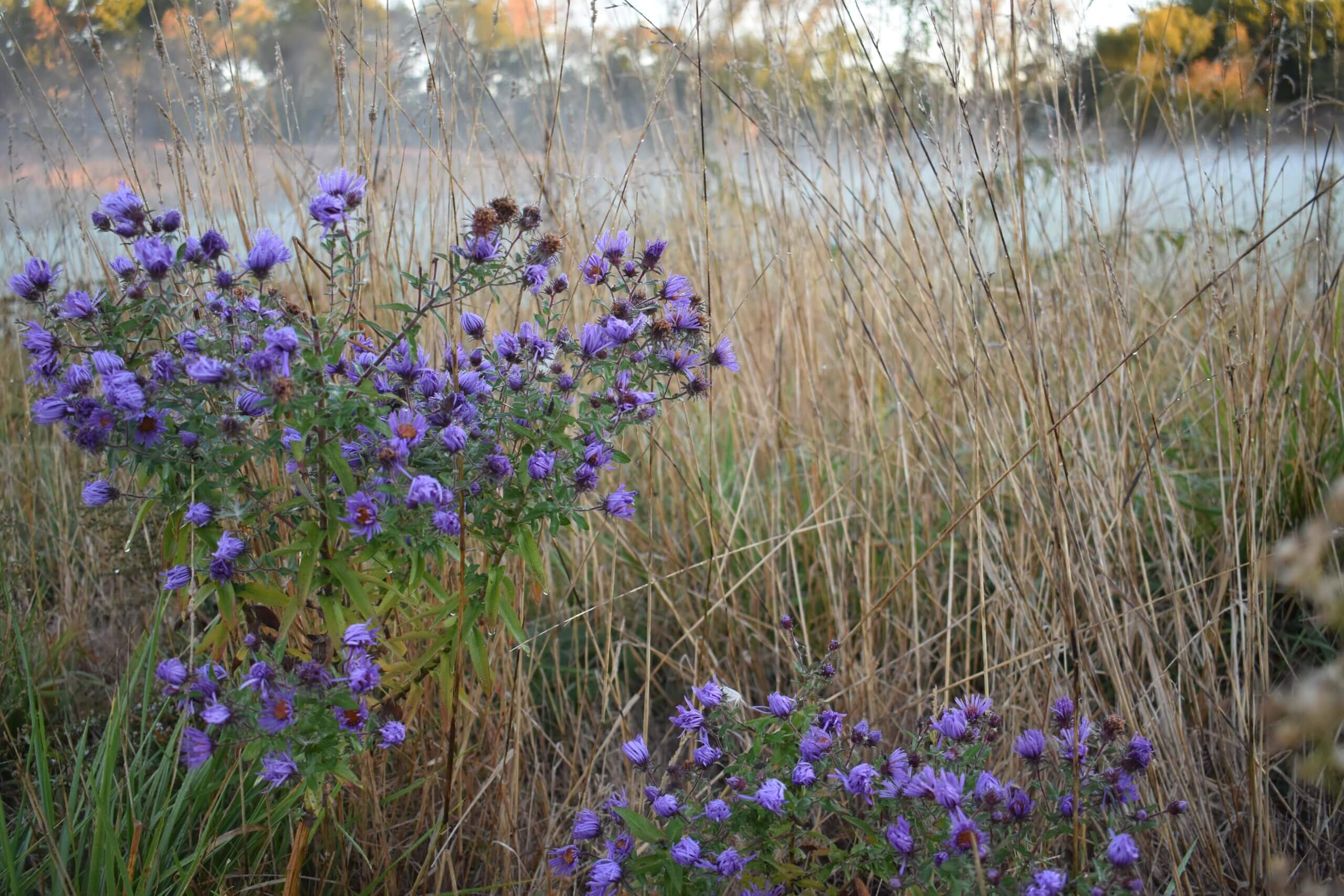 PL_LakeCounty_WetlandPlants6_202410