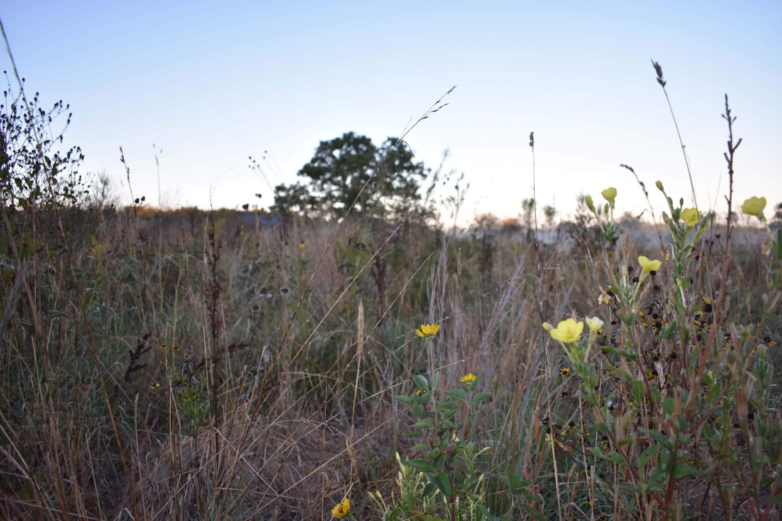 PL_LakeCounty_WetlandPlants7_202410