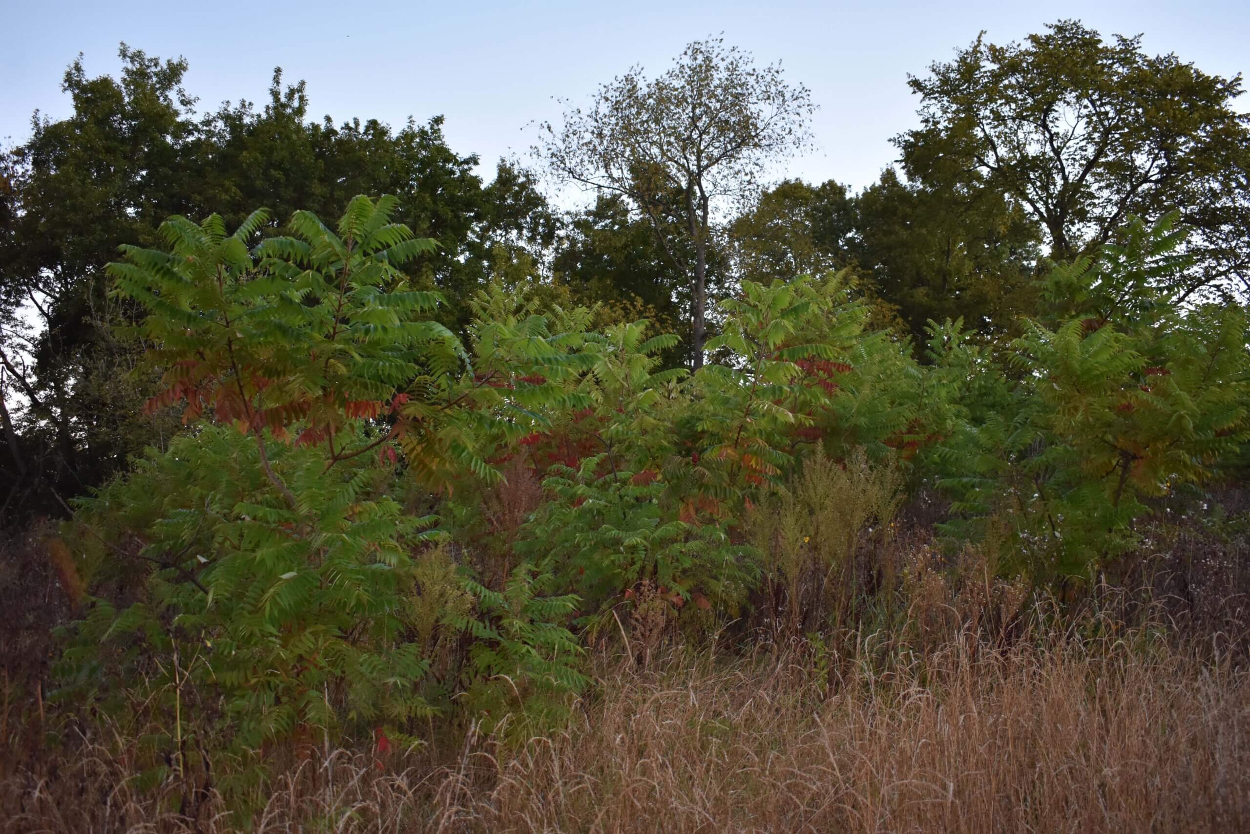 PL_LakeCounty_WetlandSumac_202410