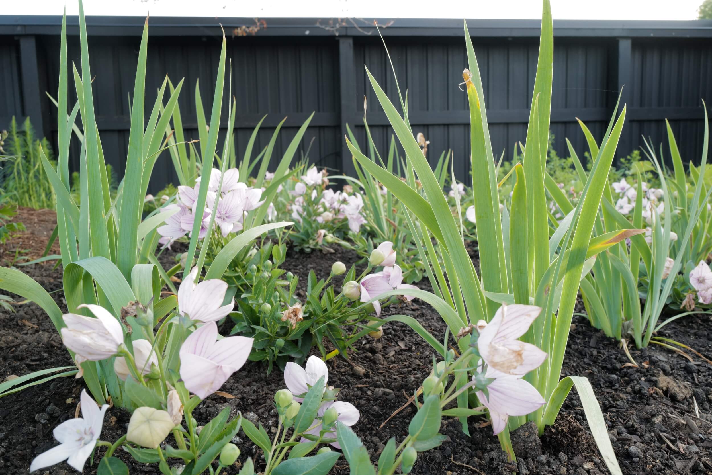 PL_ORR_CroftPlanting_IrisBalloonFlower_230622