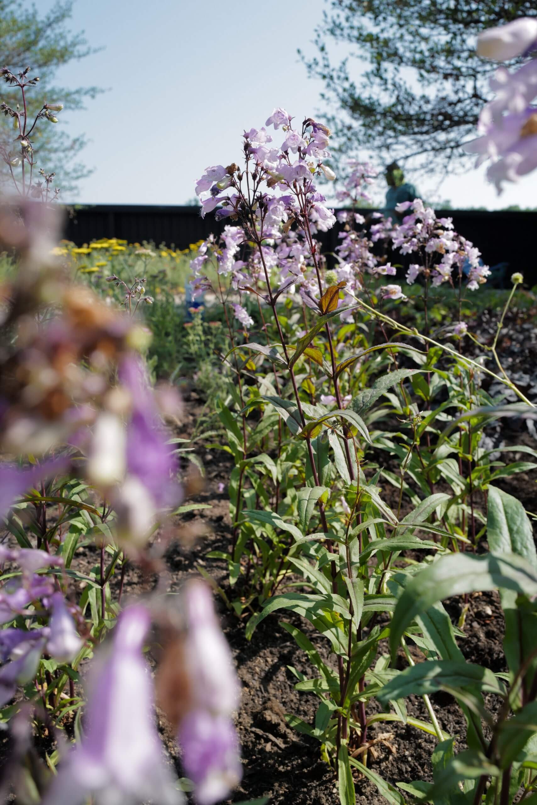 PL_ORR_CroftPlanting_Penstemon_230621