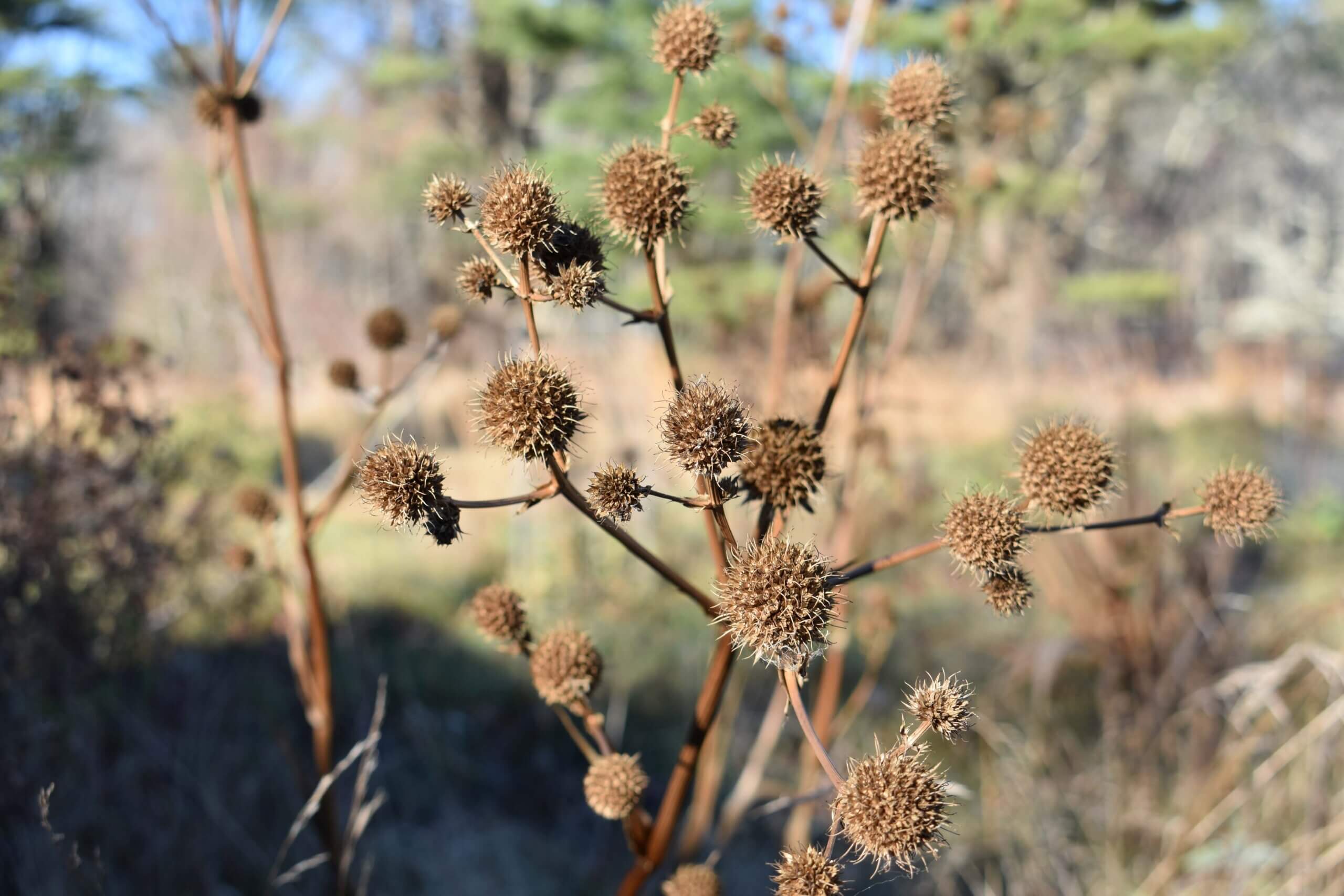 PL_TrialGarden_CT_Eryngium-yuccifolium_Issima