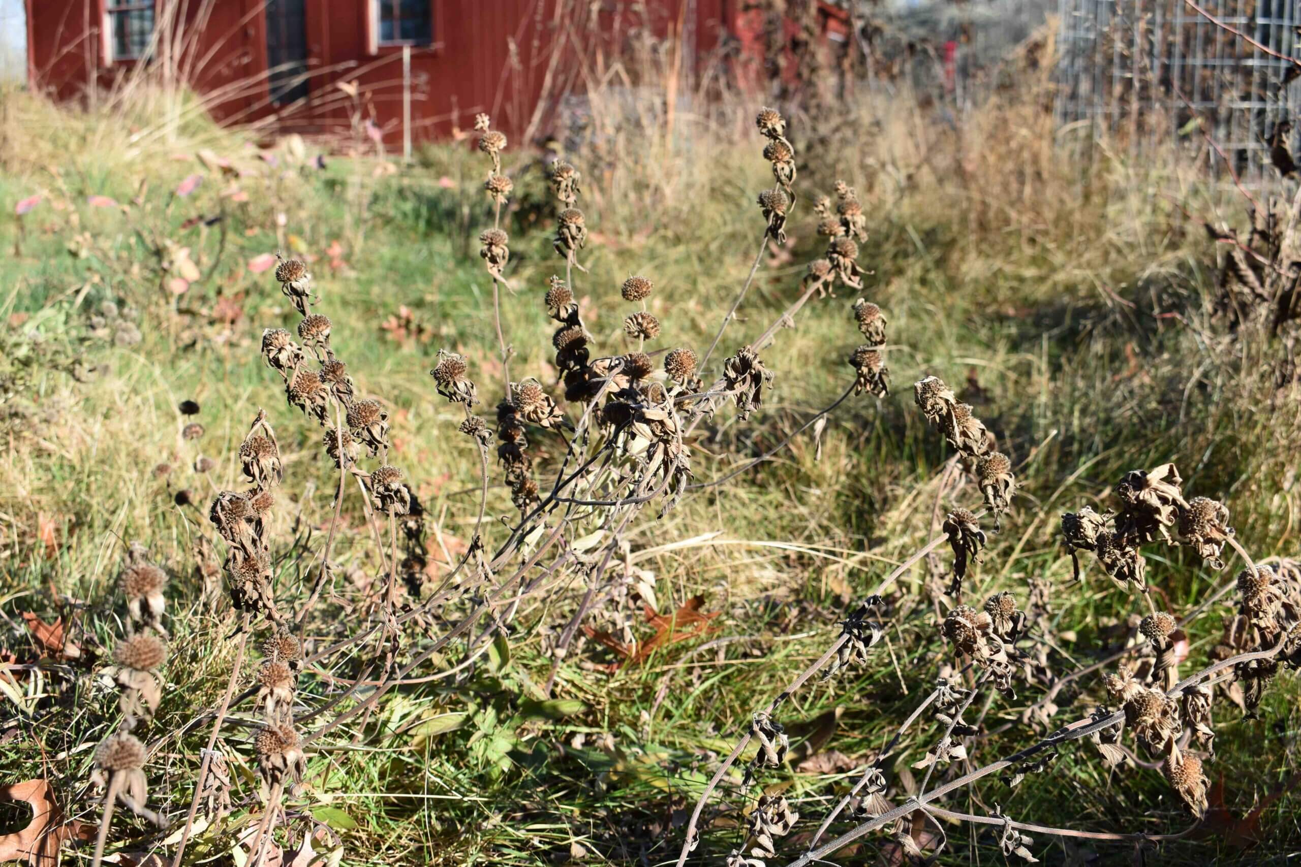 PL_TrialGarden_CT_Monarda-punctata