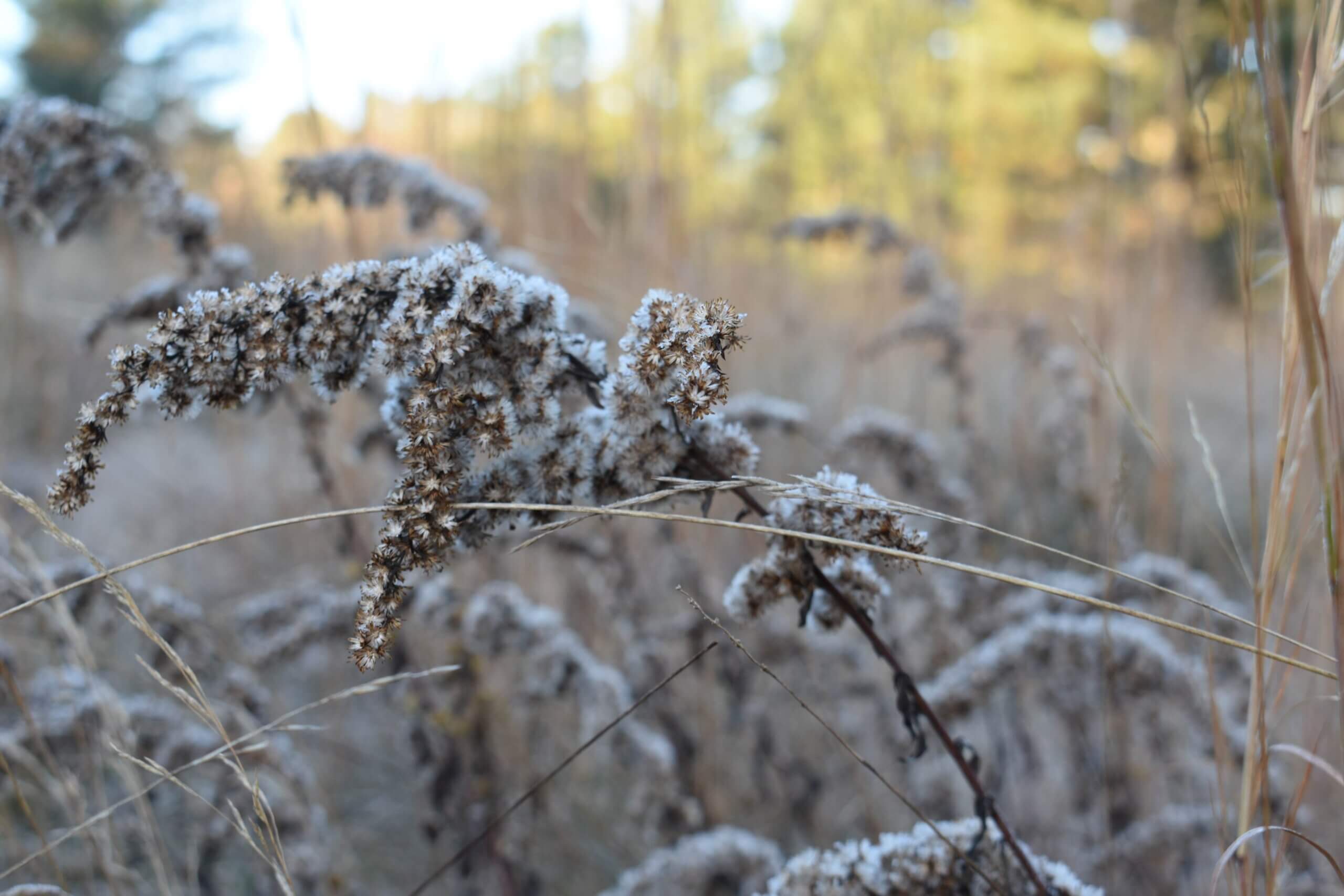 PL_TrialGarden_CT_Solidago