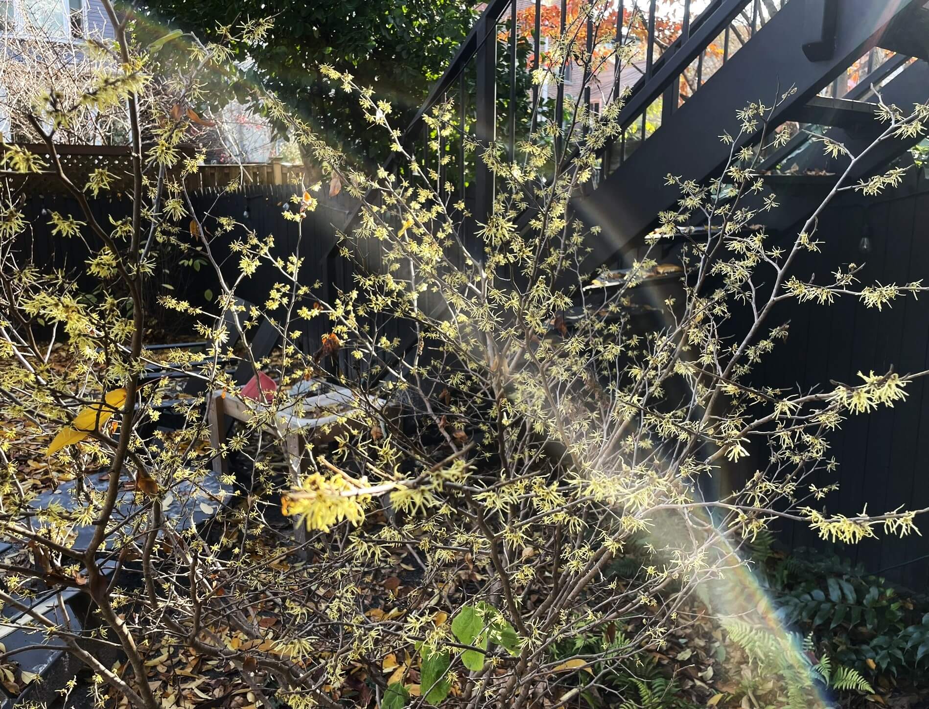 PracticeLandscape_NYTrialGarden_Fall23hamamelis